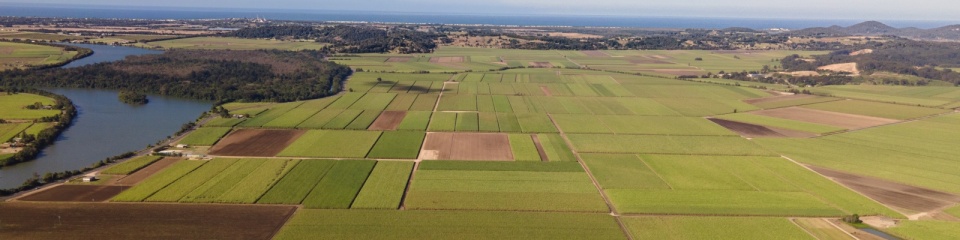 Sugar cane fields in northern NSW