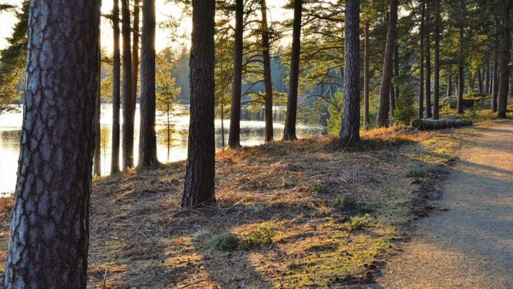 mäntymetsä auringonpaisteessa