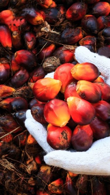  Bosch Rexroth Malaysia Products and Services for Palm Oil Industry