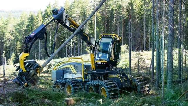 Eco Log 688G Harvester fällt einen Baum im dichten Wald