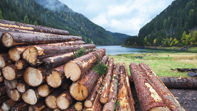 Wooden logs in the wood processing industry