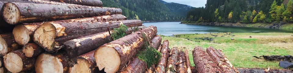 Wooden logs in the wood processing industry