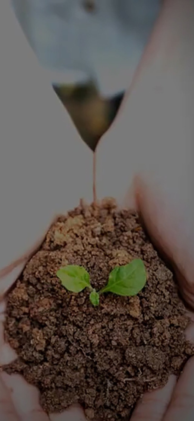 Hands holding a seedling