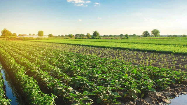 Agriculture and Forestry