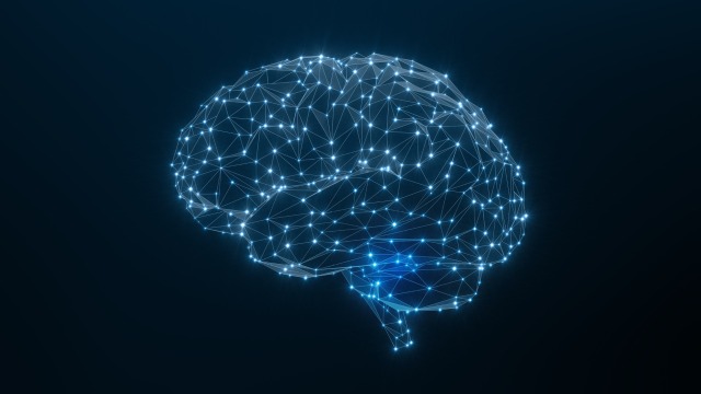 Illustrated human brain.